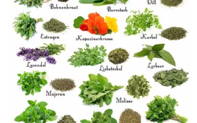 Gewürze – Kräuter- Superfoods    kleine Portion, große Wirkung